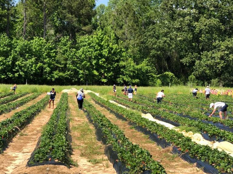 Copeland Strawberry Farm- Rochelle Location